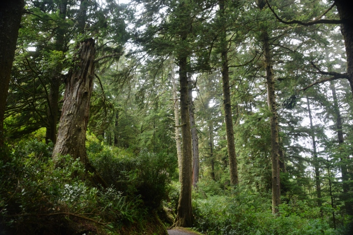old growth trees on the Cape Lookout trail